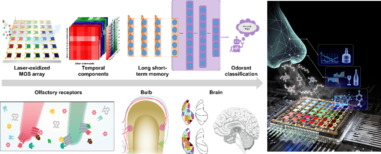 Graphical abstract
